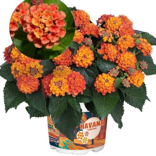 Lantana 'Havana Orange' - Lantaan 'Havana Orange' 